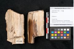 Foto (Objekt + Etikett) von Betula prisca (NHMW-GEO-2024-0188-11580)